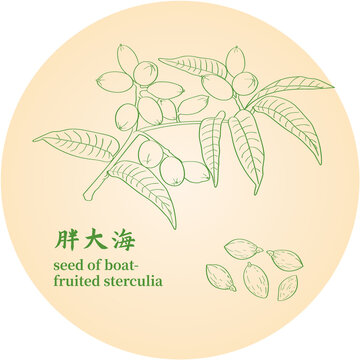 胖大海