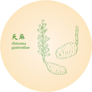 天麻