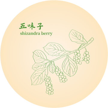 五味子