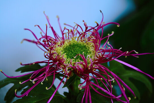 粉色的菊花