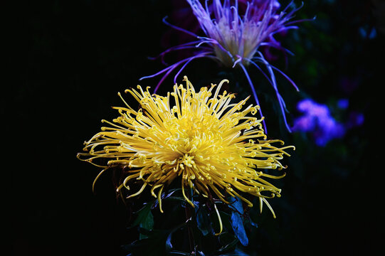 金丝菊