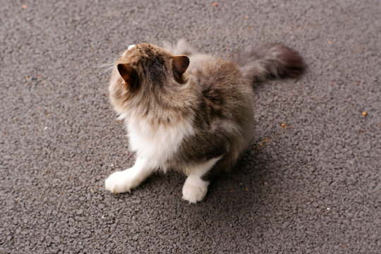 活泼的小猫