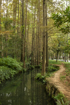 阳光森林