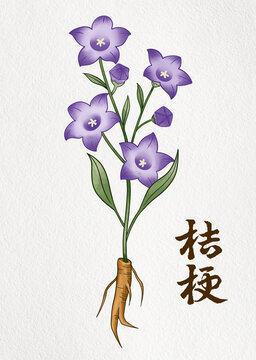 桔梗插画