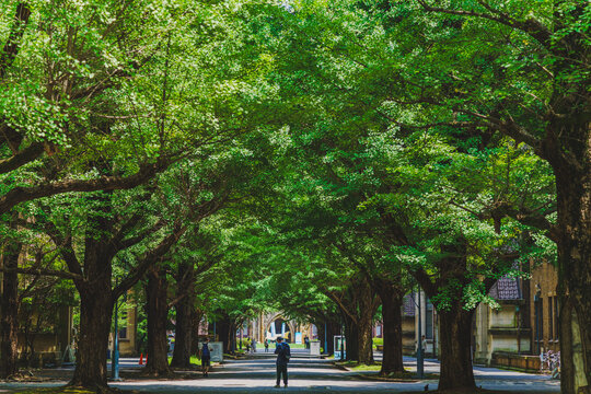 东京大学校园