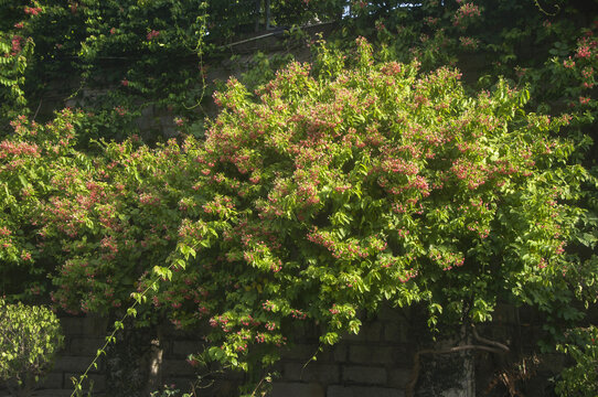 使君子花草