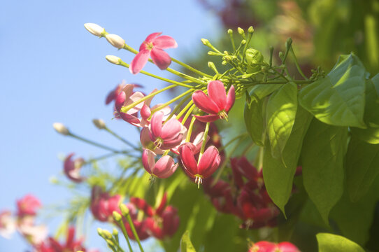 使君子小花