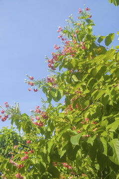 使君子花枝