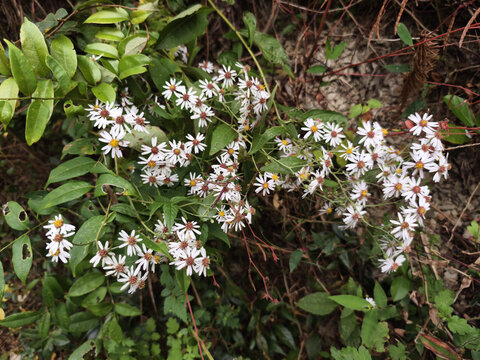马兰花