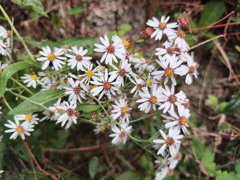 狗娃花
