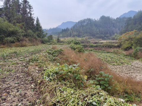 庄稼与远山