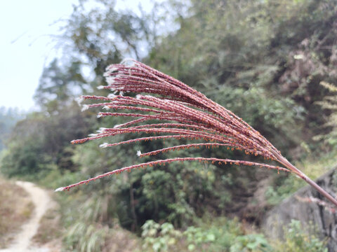 将开未开的茅草花