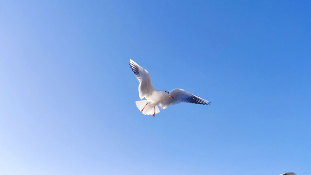 飞翔中的海鸥
