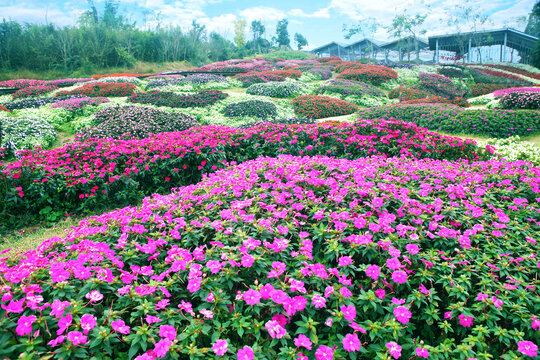 花海