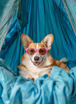 一只戴着太阳镜的可爱柯基犬躺在蓝色吊床上