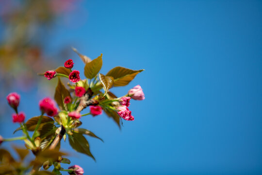樱花