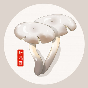 斗鸡菇插画