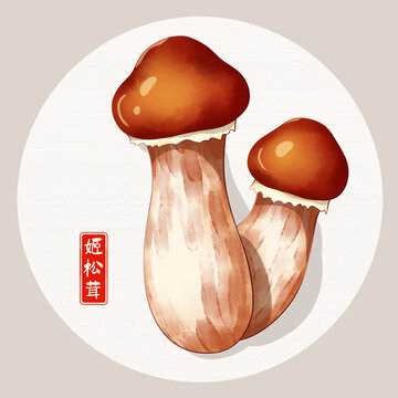 姬松茸插画