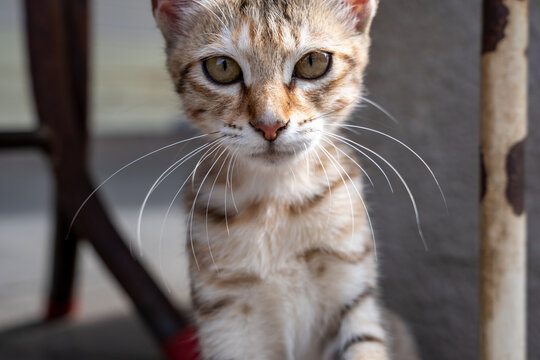 街头猫咪的超级近景