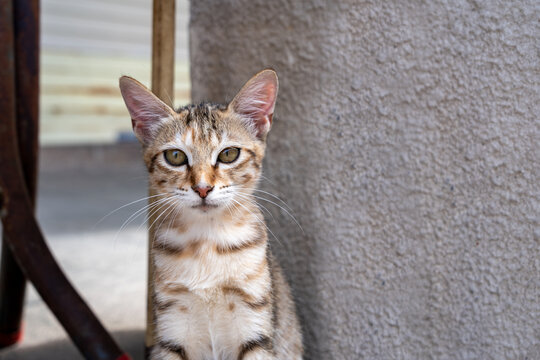 可爱的街头猫咪