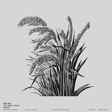 傈僳水稻稻谷粟粮食大米小米黄米稻子