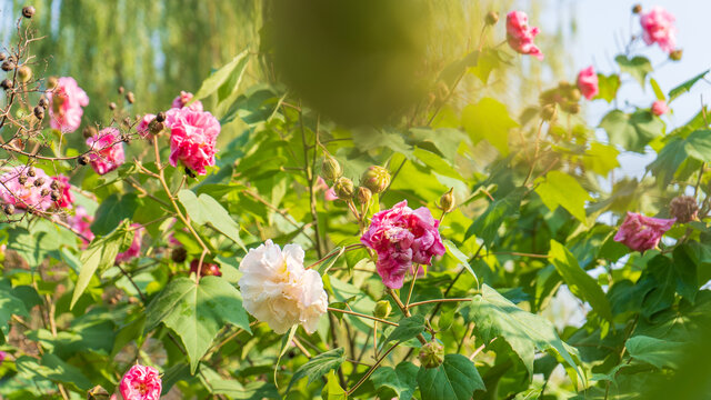 秋天木芙蓉花