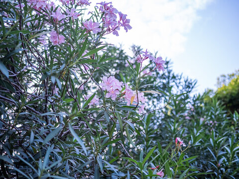 粉红色异木棉开花植物特写镜头