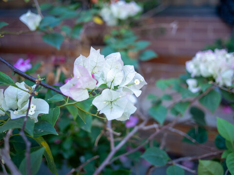 粉红色三角梅开花植物对建筑物的特写镜头