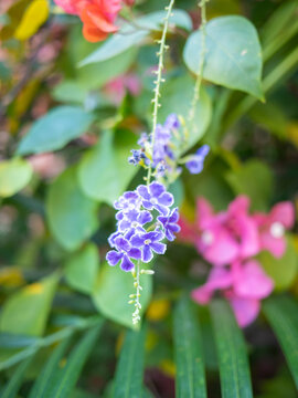 公园里紫色开花植物的特写镜头