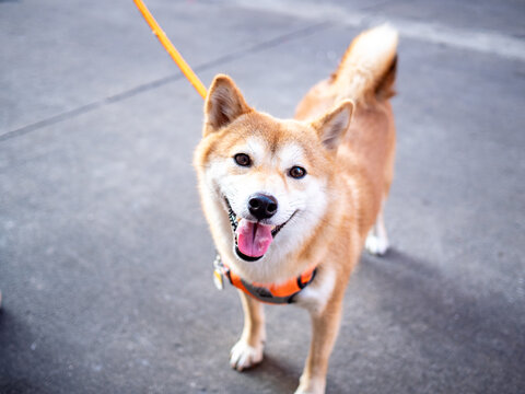 微笑的柴犬