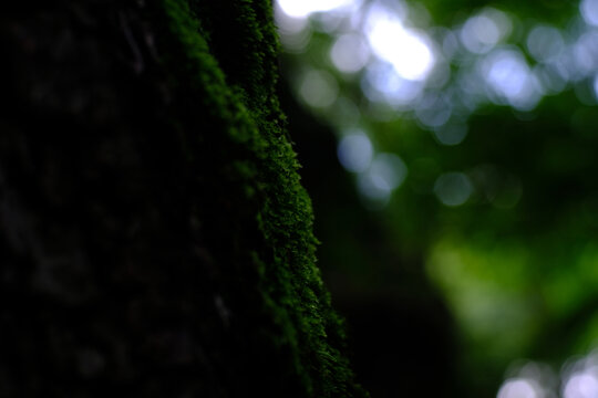 苔藓