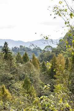 青城后山风光