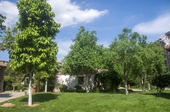 小山丛竹园林风景