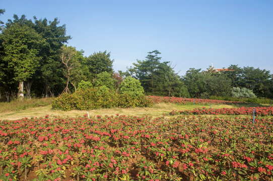 虎刺梅花圃