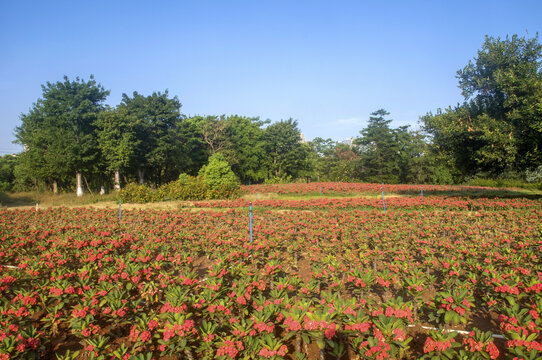 花圃虎刺梅