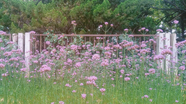 柳叶马鞭草