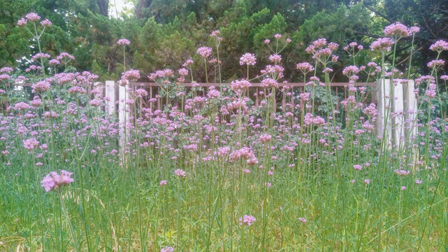柳叶马鞭草