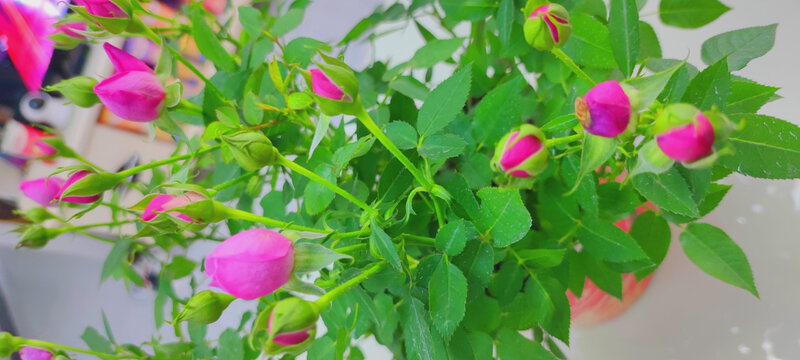 月季花
