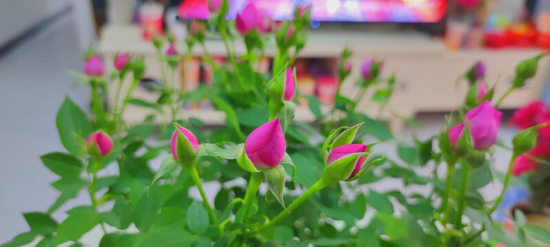 月季花