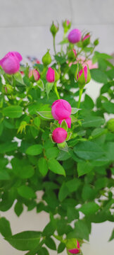 月季花