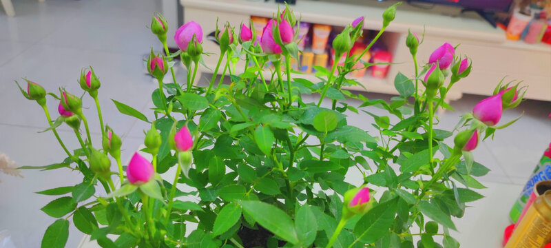 月季花