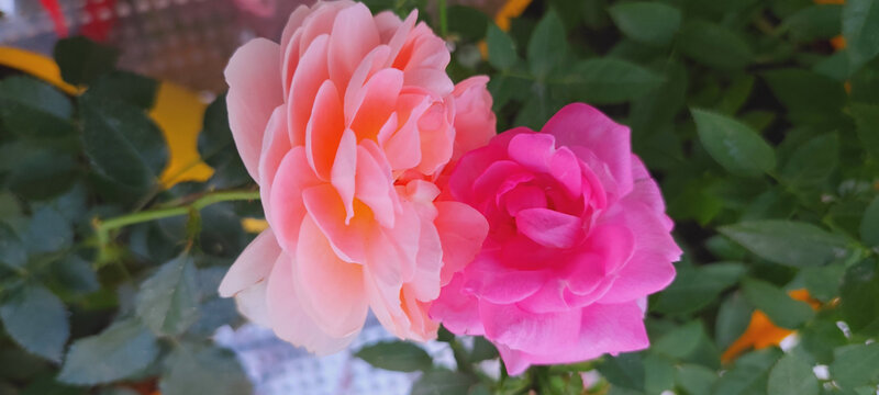 月季花