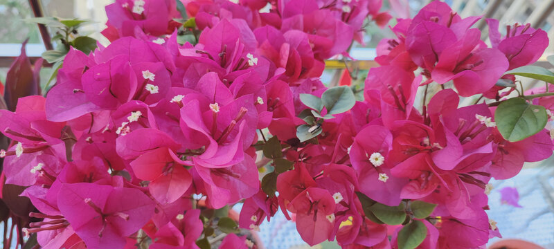 三角梅花