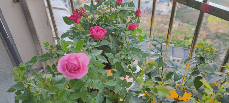 月季花