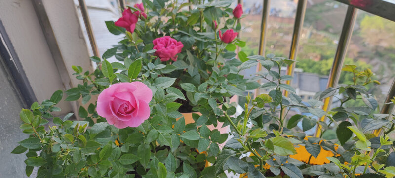 月季花