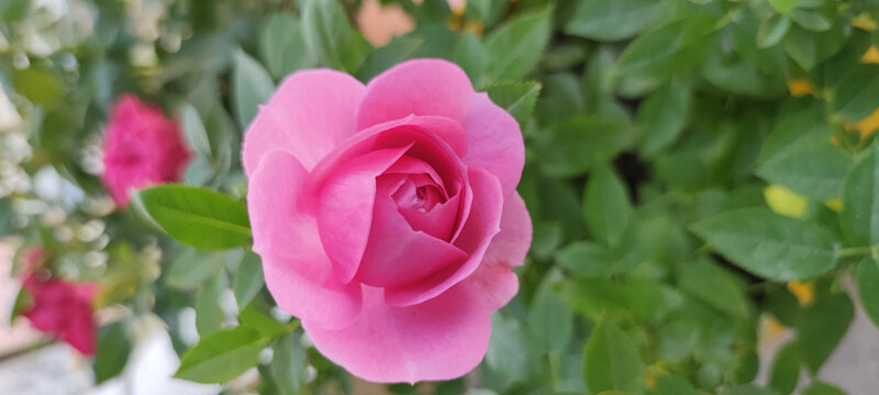 月季花