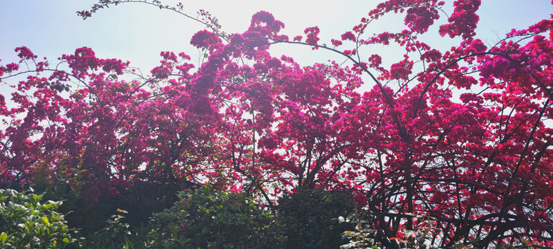 三角梅花
