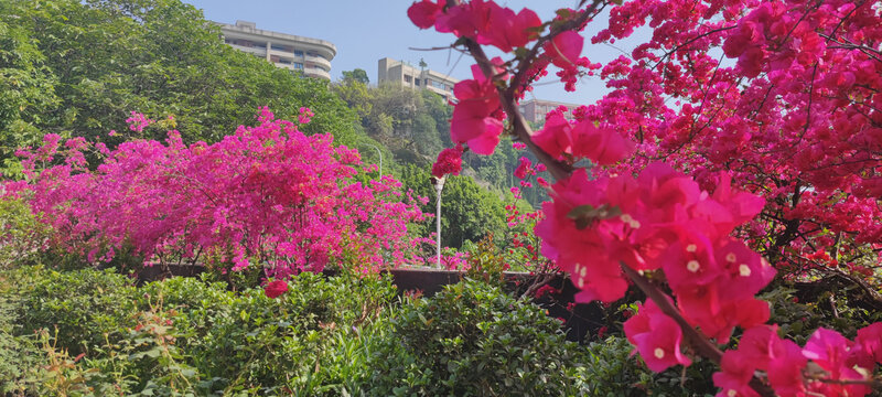 三角梅花