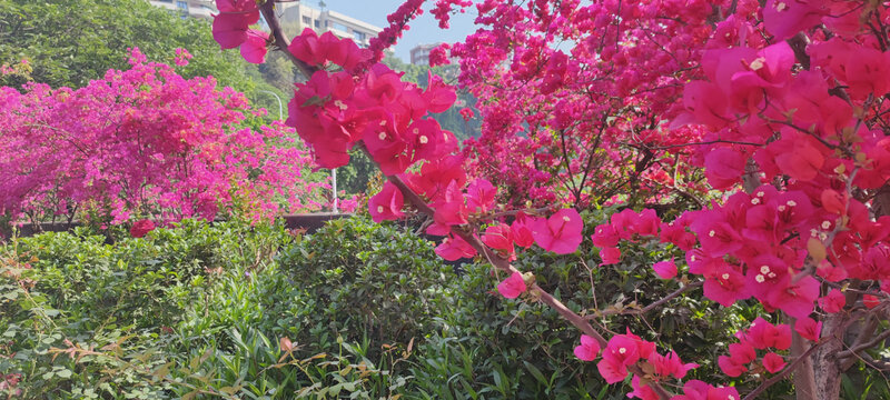 三角梅花