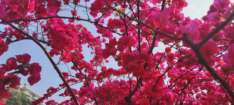 三角梅花